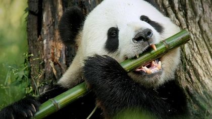 Pandí čtvrť (2)